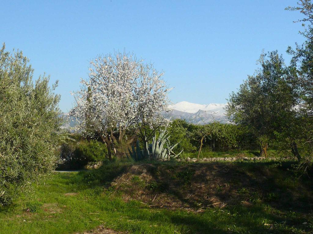 Гостевой дом Cortijo Algabia Алендин Экстерьер фото